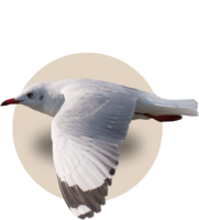 Vtáci